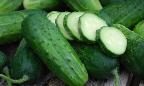 Cucumber-Boston-Pickling